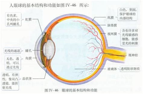 人眼睛|眼部结构与功能